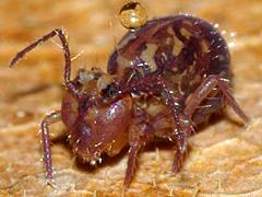 Globular Springtail